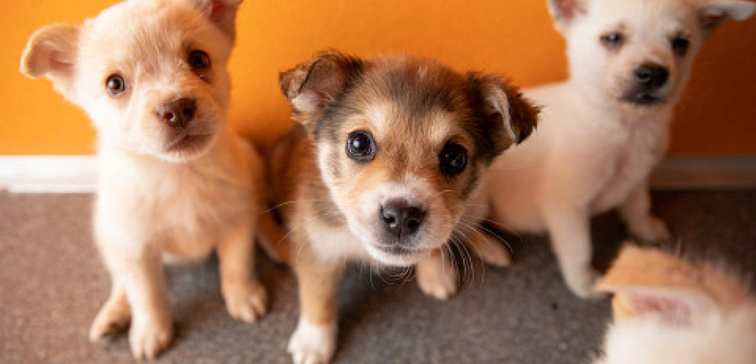 Cute puppies for adoption at Best Friends Animal Society